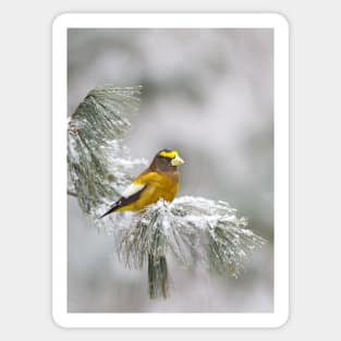 Evening Grosbeak - Algonquin Park Sticker